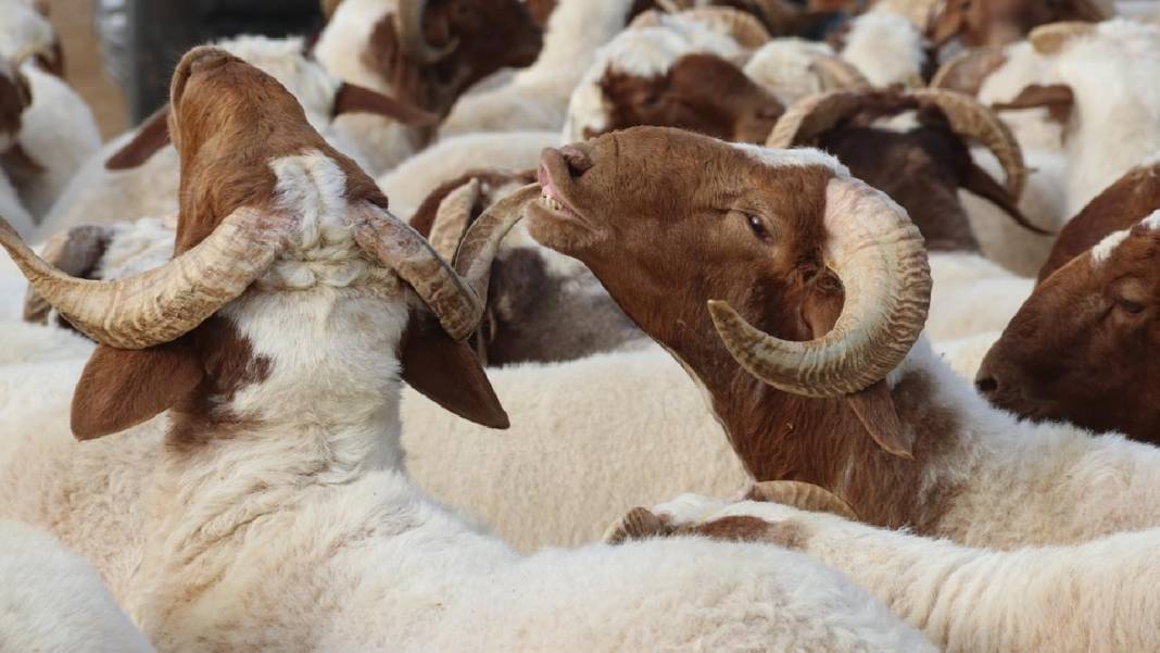 Kurban Bayramı’na 90 gün kala Konya’da kurbanlıklar satışta! İşte kurbanlık fiyatları… 10